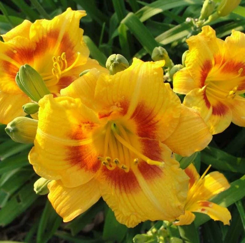5 Red Eyed Stella de Oro Daylily Perennial Hemerocallis Bare Root Plants - Image 1