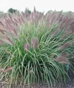 5 Red Fountain Grass Plant, Pennisetum 'Rubrum' Bare Root Starter - Perennial - Image 2