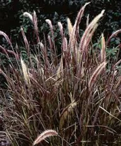 5 Red Fountain Grass Plant, Pennisetum 'Rubrum' Bare Root Starter - Perennial - Image 1