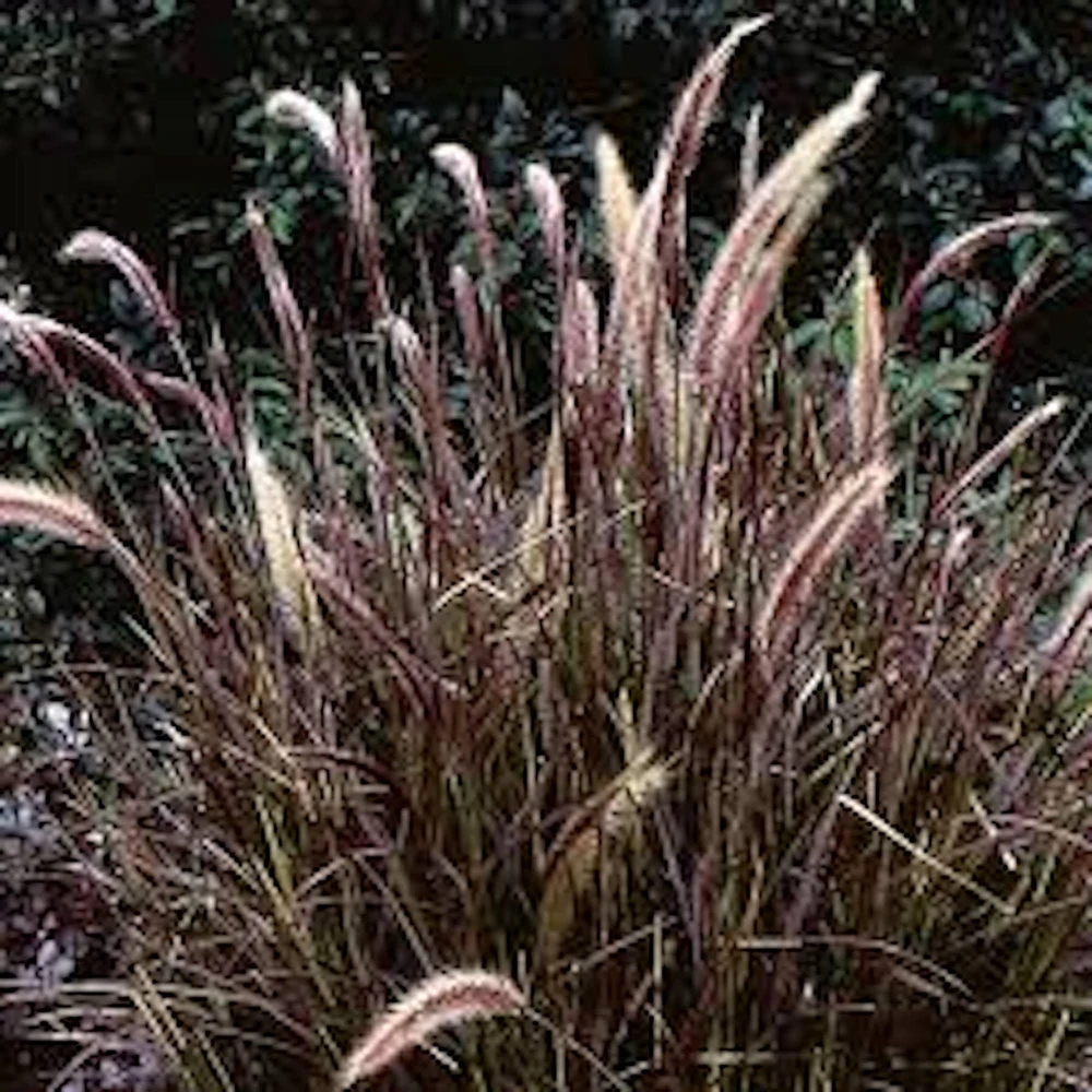 5 Red Fountain Grass Plant, Pennisetum 'Rubrum' Bare Root Starter - Perennial - Image 1