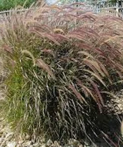 5 Red Fountain Grass Plant, Pennisetum 'Rubrum' Bare Root Starter - Perennial - Image 5