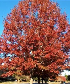5 Red Oak Tree Live Plants – Quercus rubra Starter – 12-24 inches Tall – Outdoor - Image 3