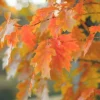 5 Red Oak Tree Live Plants – Quercus rubra Starter – 12-24 inches Tall – Outdoor - Image 1