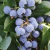 5 Sharpe Blue Blueberry Live Plant Plugs - Sweet, Early Berries - Image 1