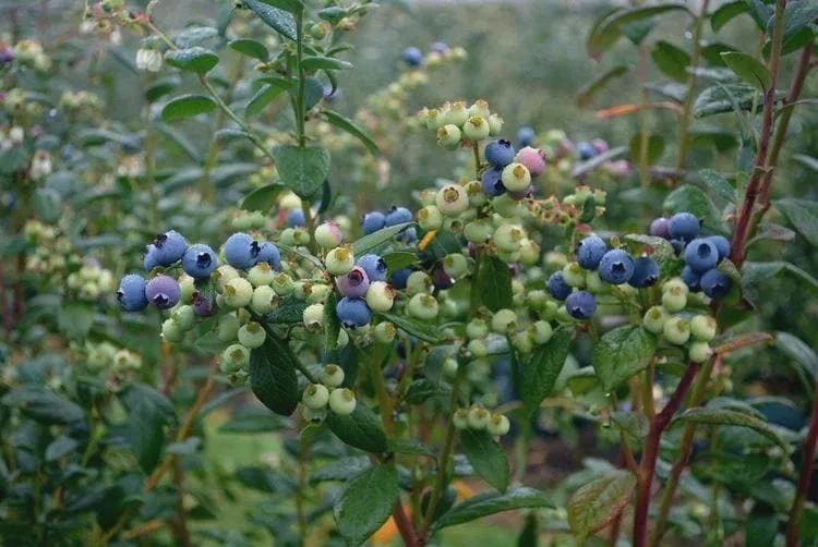 5 Sharpe Blue Blueberry Live Plant Plugs - Sweet, Early Berries - Image 3
