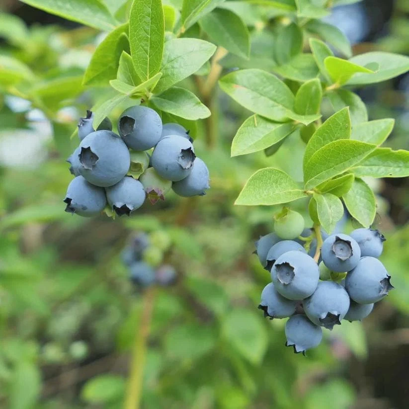 5 Sharpe Blue Blueberry Live Plant Plugs - Sweet, Early Berries - Image 4