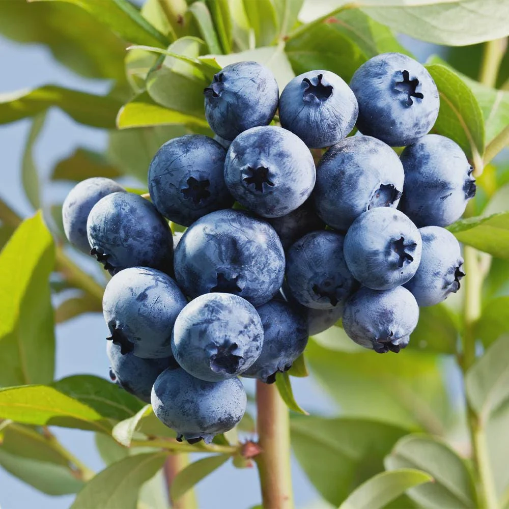 5 Sharpe Blue Blueberry Live Plant Plugs - Sweet, Early Berries - Image 6