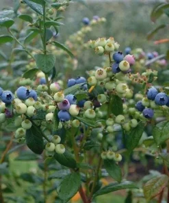 5 Sharpe Blue Blueberry Live Plant Plugs - Sweet, Early Berries - Image 7