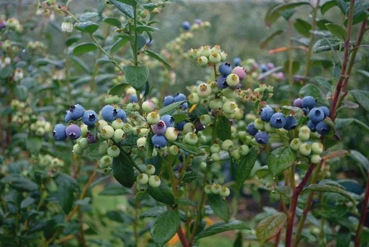5 Sharpe Blue Blueberry Live Plant Plugs - Sweet, Early Berries - Image 7