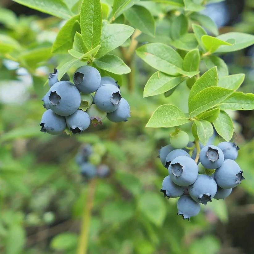 5 Sharpe Blue Blueberry Live Plant Plugs - Sweet, Early Berries - Image 8
