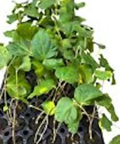5 Sherbet Berry Live Plants - Grewia Asiatica Edible Fruit Starters, Zones 9-11 - Image 2