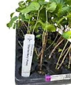 5 Sherbet Berry Live Plants - Grewia Asiatica Edible Fruit Starters, Zones 9-11 - Image 3