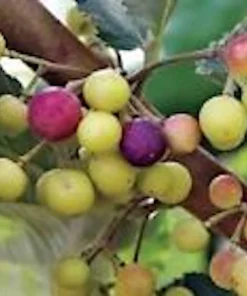 5 Sherbet Berry Live Plants - Grewia Asiatica Edible Fruit Starters, Zones 9-11 - Image 4