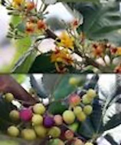 5 Sherbet Berry Live Plants - Grewia Asiatica Edible Fruit Starters, Zones 9-11 - Image 5