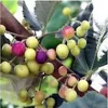 5 Sherbet Berry Live Plants - Grewia Asiatica Edible Fruit Starters, Zones 9-11 - Image 1