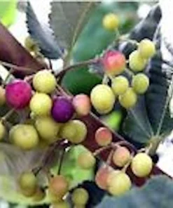 5 Sherbet Berry Live Plants - Grewia Asiatica Edible Fruit Starters, Zones 9-11 - Image 1