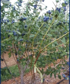 5 Snow Chaser Blueberry Starter Plug Plants - Vaccinium corymbosum - Early Ripening Southern Highbush - Image 8