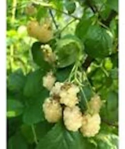 5 Snowbank White Blackberry Live Plant – Perennial Fruit Bush – Zones 5-9 - Image 5