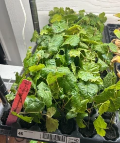 5 Southern Home Muscadine Grape Starter Plants, Alachua Favorite - Image 2