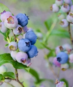 5 Springhigh Blueberry Starter Plugs - Vaccinium corymbosum Live Plant - Image 8