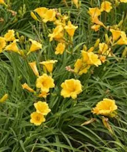 5 Stella De Oro Daylily Bare Root - Golden Yellow Perennial Plant - Image 2