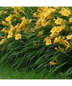 5 Stella De Oro Daylily Bare Root - Golden Yellow Perennial Plant - Image 5