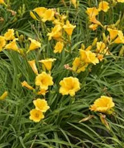 5 Stella De Oro Daylily Bare Root - Golden Yellow Perennial Plant - Image 7