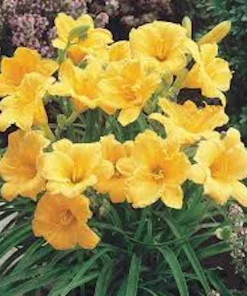 5 Stella De Oro Daylily Bare Root - Golden Yellow Perennial Plant - Image 8
