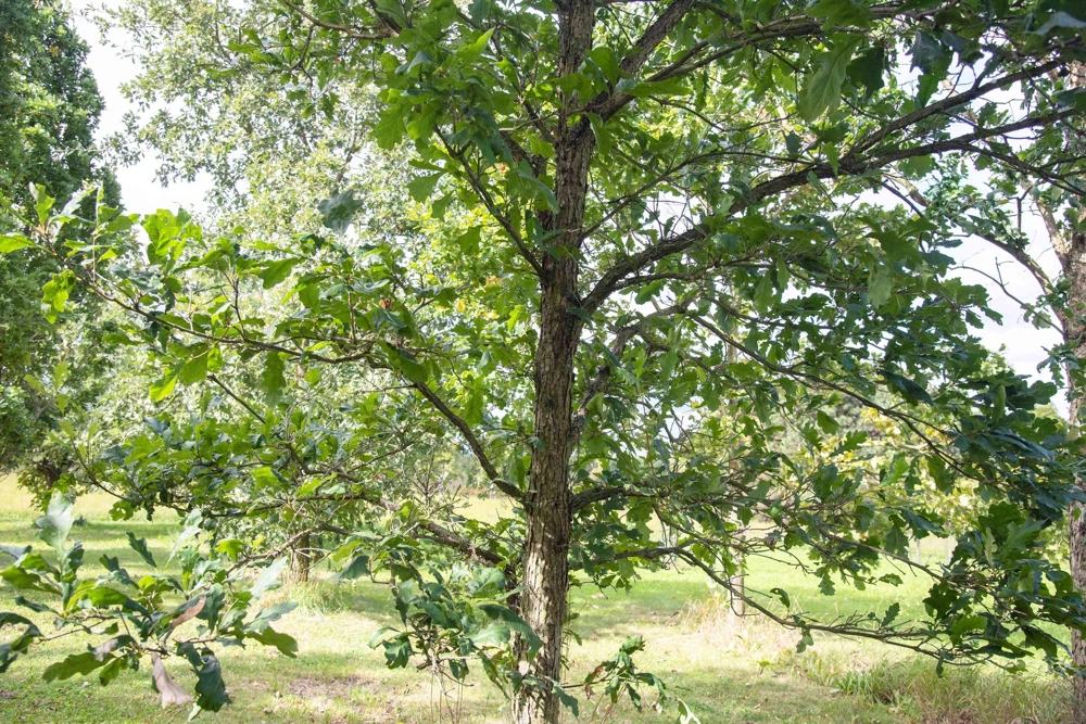 5 Swamp White Oak Tree Live Plants, Quercus bicolor, 12-24 inch Tall, Quart Pot - Image 6