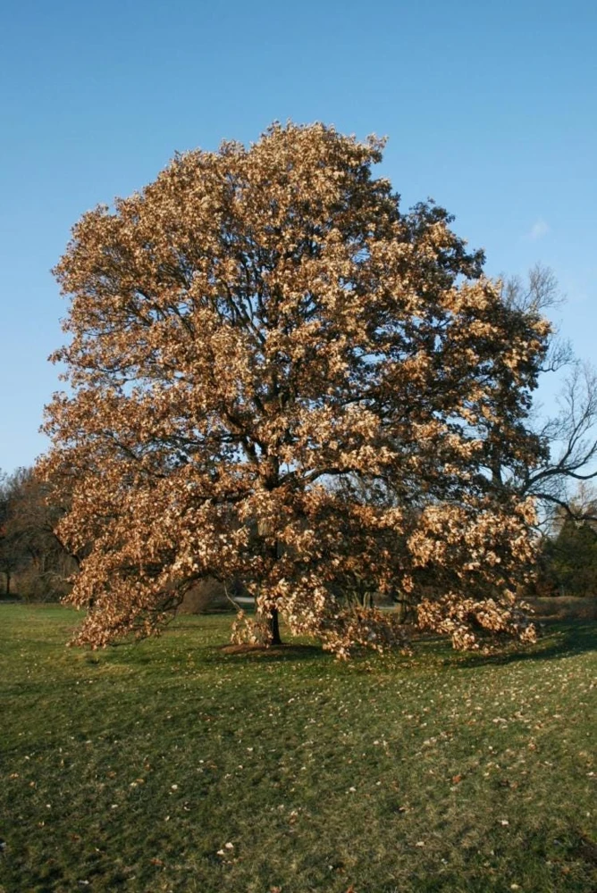 5 Swamp White Oak Tree Live Plants, Quercus bicolor, 12-24 inch Tall, Quart Pot - Image 7