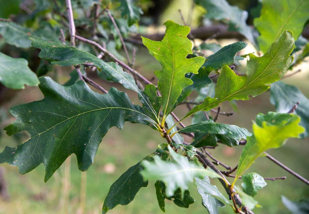 5 Swamp White Oak Tree Live Plants, Quercus bicolor, 12-24 inch Tall, Quart Pot - Image 8
