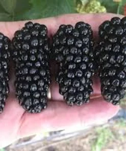 5 Thornless Blackberry Live Plants - High-Yield Fruit Bush for Outdoor Garden - Image 2