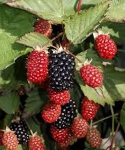5 Thornless Blackberry Live Plants - High-Yield Fruit Bush for Outdoor Garden - Image 3