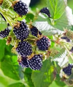 5 Thornless Blackberry Live Plants - High-Yield Fruit Bush for Outdoor Garden - Image 4