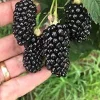 5 Thornless Blackberry Live Plants - High-Yield Fruit Bush for Outdoor Garden - Image 1