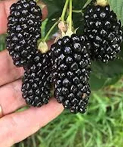 5 Thornless Blackberry Live Plants - High-Yield Fruit Bush for Outdoor Garden - Image 1