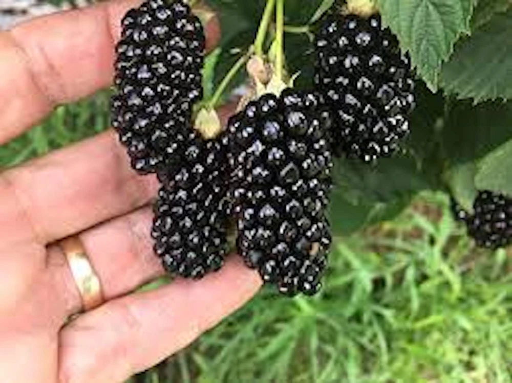 5 Thornless Blackberry Live Plants - High-Yield Fruit Bush for Outdoor Garden - Image 1