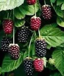 5 Thornless Boysenberry Live Plants - Perennial Fruit Berry Bush Starter Plants - Image 4