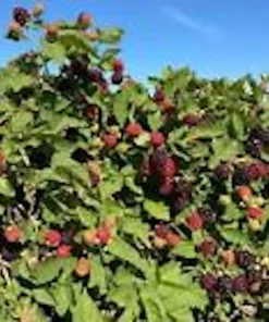 5 Thornless Boysenberry Live Plants - Perennial Fruit Berry Bush Starter Plants - Image 5