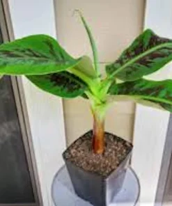 5 Tiny Banana Plant Musa acuminata Live Starter Plant - 2-3 ft Tall - Image 2