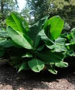 5 Tiny Banana Plant Musa acuminata Live Starter Plant - 2-3 ft Tall - Image 3