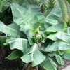 5 Tiny Banana Plant Musa acuminata Live Starter Plant - 2-3 ft Tall - Image 1