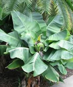5 Tiny Banana Plant Musa acuminata Live Starter Plant - 2-3 ft Tall - Image 1