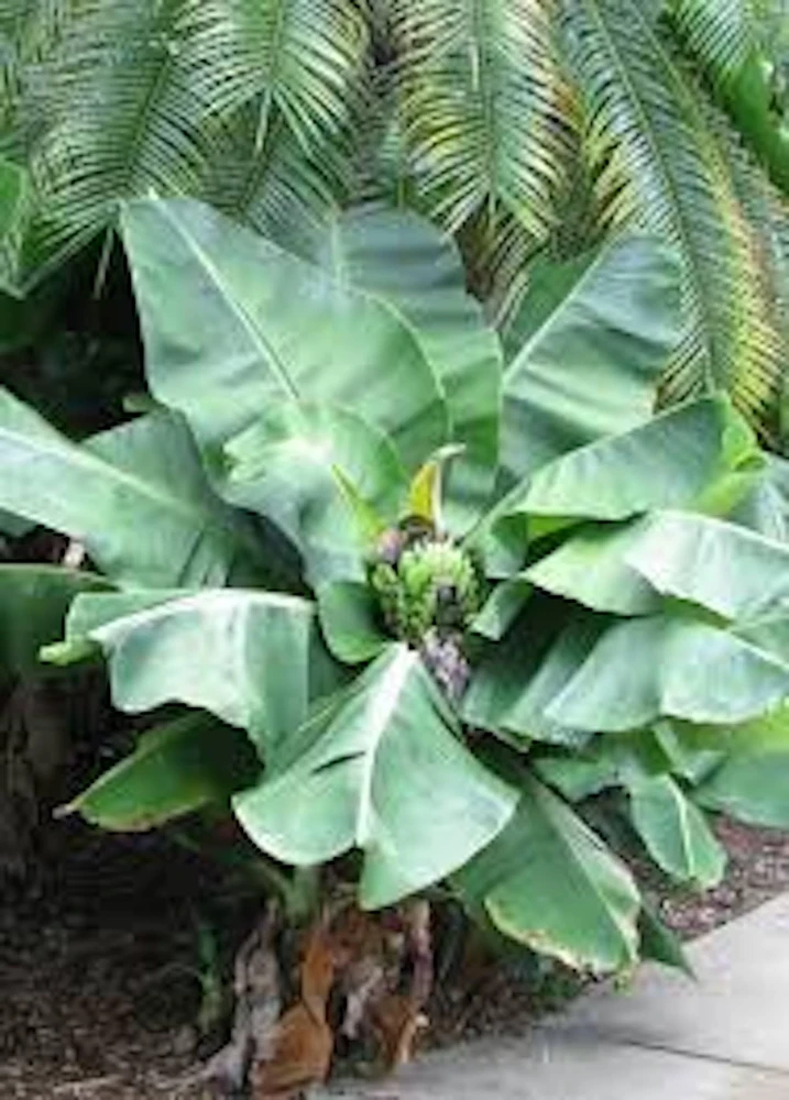 5 Tiny Banana Plant Musa acuminata Live Starter Plant - 2-3 ft Tall - Image 1