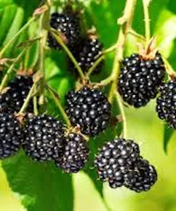 5 Triple Crown Thornless Blackberry Plant Rubus Starter Fruit Bush Bare Root - Image 2