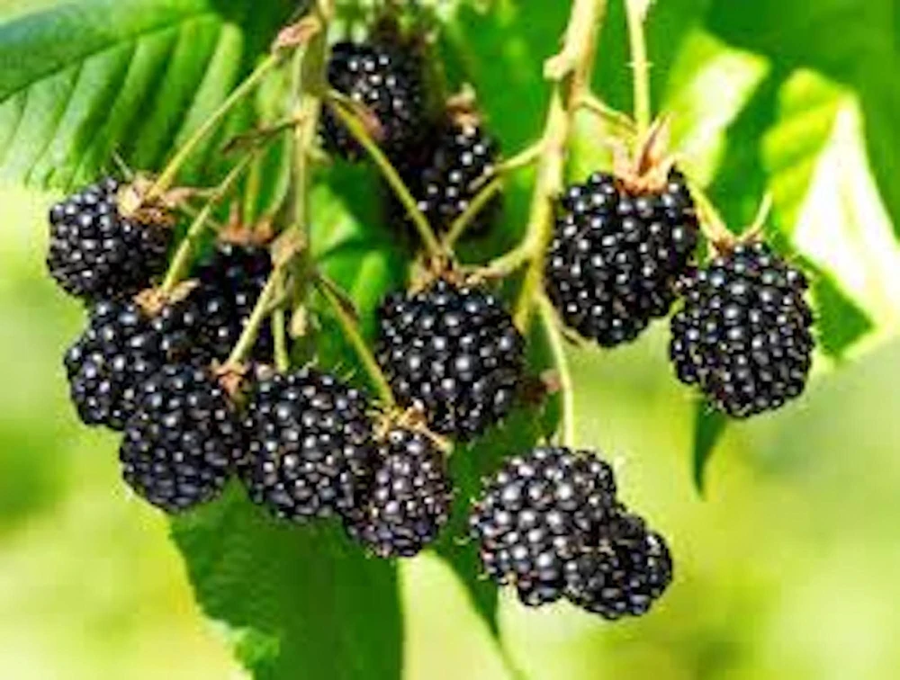 5 Triple Crown Thornless Blackberry Plant Rubus Starter Fruit Bush Bare Root - Image 2