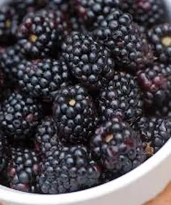 5 Triple Crown Thornless Blackberry Plant Rubus Starter Fruit Bush Bare Root - Image 3