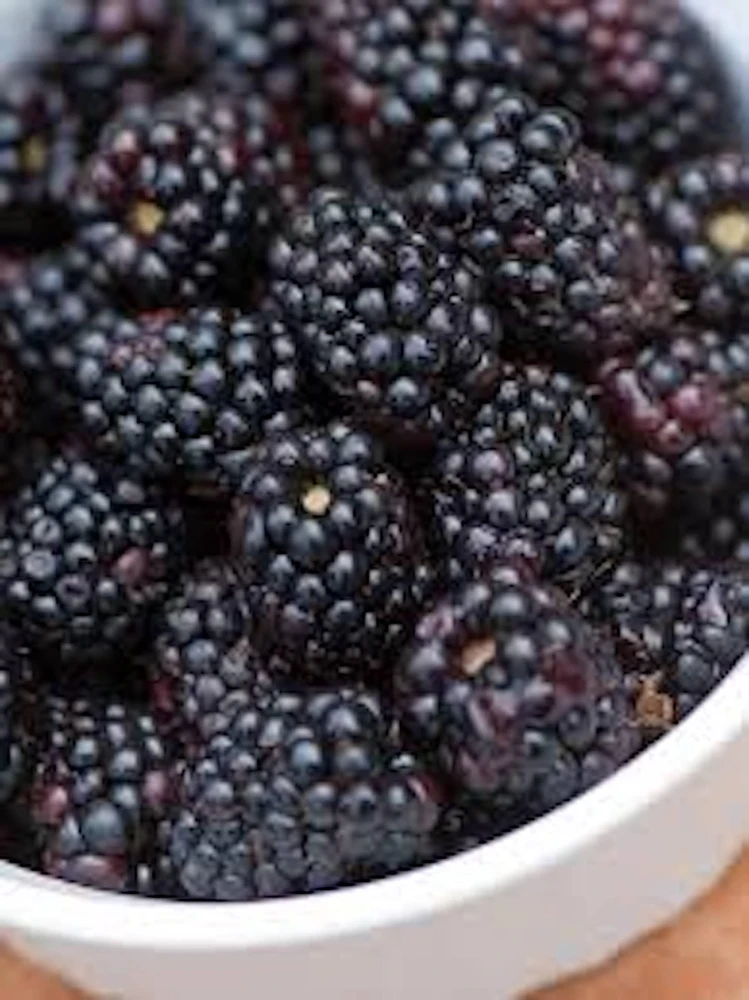 5 Triple Crown Thornless Blackberry Plant Rubus Starter Fruit Bush Bare Root - Image 3