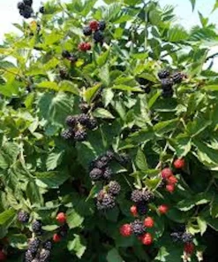 5 Triple Crown Thornless Blackberry Plant Rubus Starter Fruit Bush Bare Root - Image 4