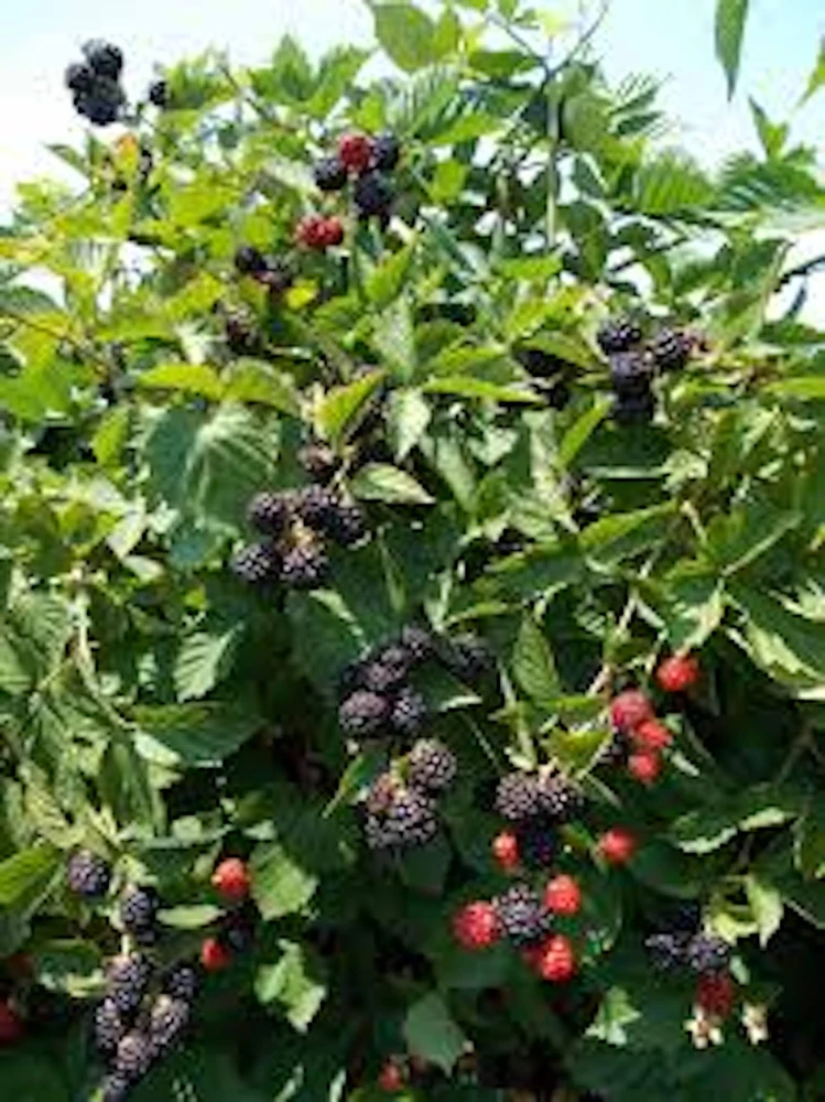 5 Triple Crown Thornless Blackberry Plant Rubus Starter Fruit Bush Bare Root - Image 4